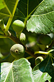 Greece,Halkidiki,Fig fruit tree detail,Ierissos