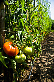 Griechenland,Reifende Tomaten an Bambuspfählen,Sithonia,Chalkidiki