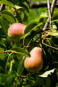Greece,Halkidiki,Pears ripening in sun,Sithonia