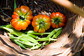 Greece,Halkidiki,Freshly harvested sun ripened tomatoes and lady fingers,Sithonia