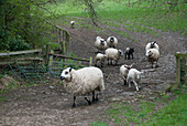 UK,Cotswolds,Sheep down green hill,broken fence,green field,Mickleton