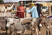 Niger,Housa Man Barting With Tuareg Livestock Trader At Agadez's Livestock Market,Agadez