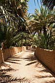 Road Through Old Date Palm Oasis,Al Ain,Abu Dhabi,United Arab Emirates