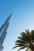 Dattelpalme und Burj Khalifa, Dubai, Vereinigte Arabische Emirate