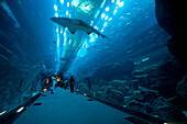 Sharks Are Swimming Above People In Tunnel,Dubai Mall Aquarium,Dubai,United Arab Emirates