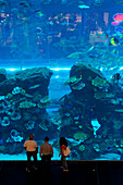 Menschen blicken in ein großes Fenster, Dubai Mall Aquarium, Dubai, Vereinigte Arabische Emirate