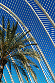 View Of Umbracle And Palm Trees In Ciudad De Las Artes Y Las Ciencias (City Of Arts And Sciences),Valencia,Spain