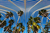 Blick auf Regenschirm und Palmen in der Ciudad De Las Artes Y Las Ciencias (Stadt der Künste und Wissenschaften), Valencia, Spanien