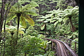 Narrow Railroad Track In Forest,New Zealand
