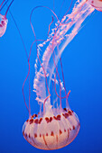 Jellyfish In Aquarium,California,Usa
