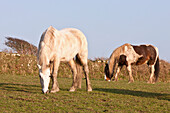 Pferd weidet auf einer Wiese in der Nähe von Nolton Haven, beliebtes Reitzentrum für Touristen und Einheimische, Pembrokeshire Coastal Path, Wales, Großbritannien
