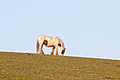 Pferd grasend im Feld,Pembrokeshire Coastal Path,Wales,Vereinigtes Königreich