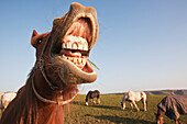 Horses Grazing In Field With Mouth Open,Pembrokeshire Coastal Path,Wales,United Kingdom