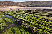 Felsformationen am Manorbier Beach, Pembrokeshire Coast Path, Wales, Vereinigtes Königreich