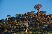 Köcherbäume am Felsenberg,Namibia