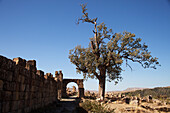 Römische Ruinen neben dem Severan-Tempel,Djemila,Algerien