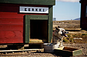 Husky-Hund, Meteorologische Station auf der Bäreninsel, Svalbard, Norwegen