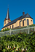 Kirche auf einem Hügel im Moseltal,Zeltingen,Rheinland-Pfalz,Deutschland