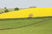 Schafe grasen und Felder mit gelbem Raps, Kingston Deverill, West Wiltshire, England