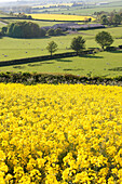 Gelbe Rapsfelder und grasende Schafe, Kingston Deverill, West Wiltshire, England
