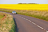 Auto fährt an gelben Rapsfeldern in der Nähe von Wingreen Hill, Dorset, England, vorbei