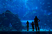 Mother With Boy And Girl Looking Into The Massive Aquarium In The Dubai Mall,Dubai,United Arab Emirates