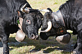 Herrenrasse kämpfende Kühe, die sich gegenseitig in Dominanzkämpfen bekämpfen, während sie auf den Hochweiden in Siviez, Wallis, Schweiz, grasen