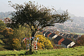 The Glastonbury Tor In The Distance With St Michaels Tower On The Top And Thorn Tree On Wearyall Hill Above The Town Of Glastonbury,Somerset,England