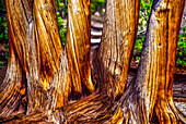 White stripes on the bark of pine trees in Yellowstone National Park,United States of America