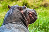 Close-up of the rear view of a hippopotamus head (Hippopotamus amphibius),Africa