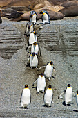 King penguins (Aptenodytes patagonicus) walking in a row down a slope,with seals resting in the sun in the background,South Georgia Island,Antarctica