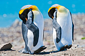 Close-up of two King penguins (Aptenodytes patagonicus) sleeping side by side on the shore of South Georgia Island,South Georgia Island