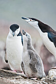 Chinstrap penguins (Pygoscelis antarcticus) and their chick by the nest,Antarctica