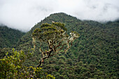 Aussichtsplattform in Limon,Ecuador,Limon,Ecuador