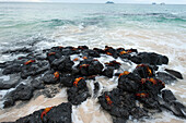 Red rock crabs (Grapsus grapsus) on rocks at the water's edge in Galapagos National Park,Galapagos Islands,Ecuador