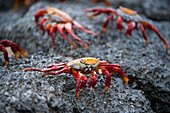 Sally Lightfoot crabs (Grapsus grapsus) on a rock in Galapagos National Park,Galapagos Islands,Ecuador