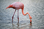 American flamingo (Phoenicopterus ruber) forages in the water in Galapagos Islands National Park,Galapagos Islands,Ecuador