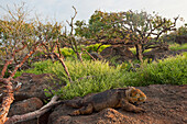 Galapagos land iguana (Conolophus subcristatus) on North Seymour Island in Galapagos Islands National Park,Galapagos Islands,Ecuador