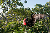 Magnificent frigatebird (Fregata magnificens) displays his neck pouch to attract females in Galapagos Islands National Park,North Seymour Island, Galapagos Islands,Ecuador