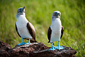 Two Blue-footed boobies (Sula nebouxii) stand side by side on a rock in Galapagos Islands National Park,North Seymour Island,Galapagos Islands,Ecuador