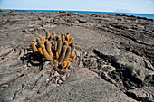 Lava-Kakteen auf der Insel Fernandina im Galapagos-Nationalpark, Insel Fernandina, Galapagos-Inseln, Ecuador