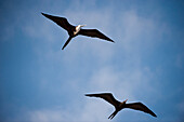 Prächtige Fregattvögel (Fregata magnificens) fliegen in einem blauen Himmel mit Wolken im Galapagos-Inseln-Nationalpark, Fernandina-Insel, Galapagos-Inseln, Ecuador