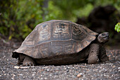 Galapagos-Schildkröte (Chelonoidis nigra) im Galapagos-Inseln-Nationalpark, Urbina-Bucht, Insel Isabela, Galapagos-Inseln, Ecuador