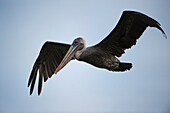 Brown pelican (Pelecanus occidentalis) flies in a blue sky near Santiago Island in Galapagos Islands National Park,Galapagos Islands,Ecuador