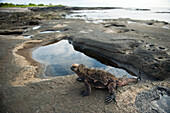 Marine iguana (Amblyrhynchus cristatus) on Santiago Island in Galapagos National Park,Santiago Island,Galapagos Islands,Ecuador