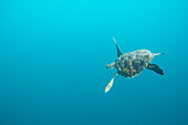 Endangered Green sea turtle (Chelonia mydas) swimming in blue water near Kicker Rock in Galapagos Islands National Park,San Cristobal Island,Galapagos Islands,Ecuador