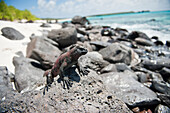Espanola-Meeresleguan (Amblyrhynchus cristatus venustissimus) kriecht über Felsen an einem von Felsen gesäumten Strand im Galapas-Inseln-Nationalpark, Insel Espanola, Galapagos-Inseln, Ecuador