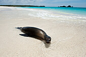 Endangered Galapagos sea lion (Zalophus wollebaeki) lies on the beach in the surf on Espanola Island in Galapagos Islands National Park,Espanola Island,Galapagos Islands,Ecuador