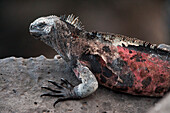 Espanola marine iguana (Amblyrhynchus cristatus venustissimus) perched on a rock in Galapagos Islands National Park,Espanola Island,Galapagos Islands,Ecuador