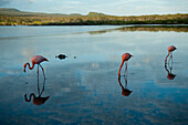 Amerikanische Flamingos (Phoenicopterus ruber) beim Fressen im blauen Wasser, in dem sich Himmel und Wolken spiegeln, im Galapagos-Inseln-Nationalpark, Insel Floreana, Galapagos-Inseln, Ecuador